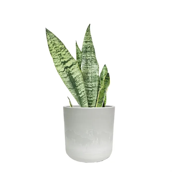 Hard to Kill Snake Plant in Recycled Plastic Pot... from ASI 49451 Desk Plants LLC