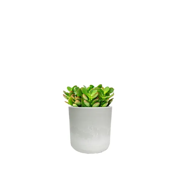 Hard to Kill Jade Plant in Recycled Plastic Pot... from ASI 49451 Desk Plants LLC