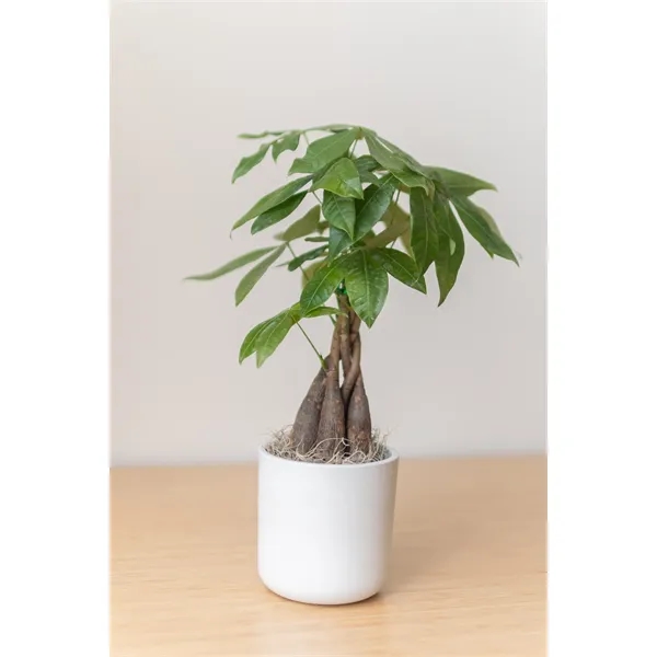 Hard to Kill Money Tree in Recycled Plastic Pot... from ASI 49451 Desk Plants LLC