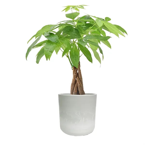 Hard to Kill Money Tree in Recycled Plastic Pot... from ASI 49451 Desk Plants LLC