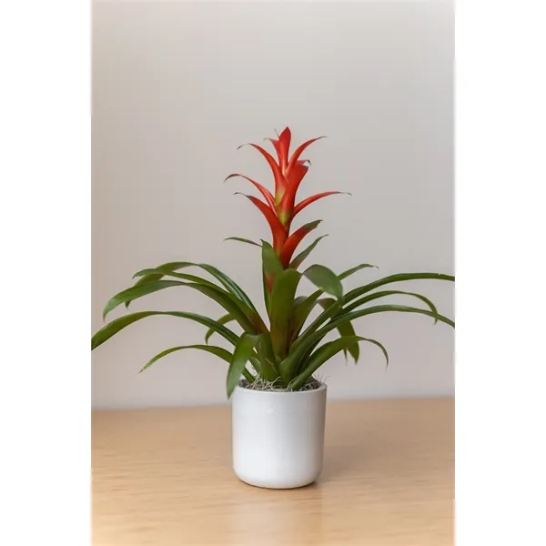 Hard to Kill Bromeliad in Recycled Plastic Pot... from ASI 49451 Desk Plants LLC