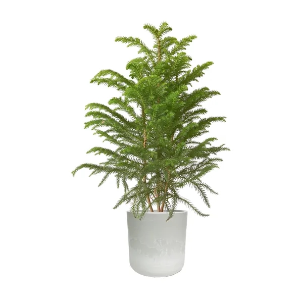 Hard to Kill Holiday Tree in Recycled Plastic Pot... from ASI 49451 Desk Plants LLC