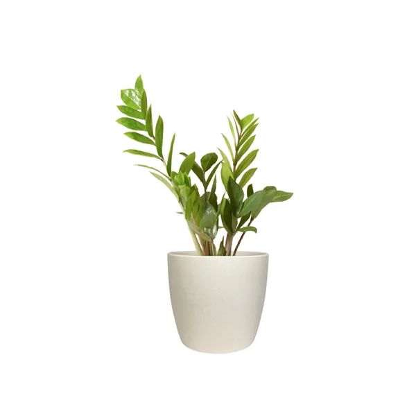 Hard to Kill ZZ Plant in Recycled Plastic Pot... from ASI 49451 Desk Plants LLC