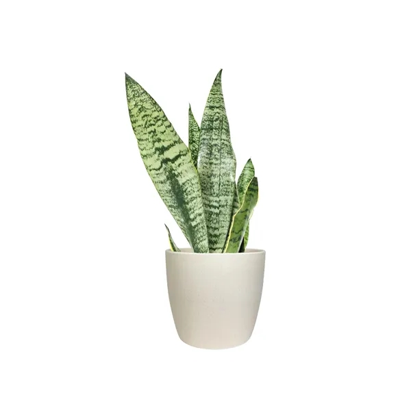 Hard to Kill ZZ Plant in Recycled Plastic Pot... from ASI 49451 Desk Plants LLC