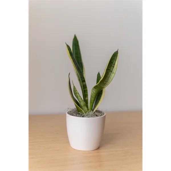 Hard to Kill ZZ Plant in Recycled Plastic Pot... from ASI 49451 Desk Plants LLC