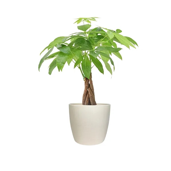Hard to Kill Money Tree in Harlow Line Pot... from ASI 49451 Desk Plants LLC