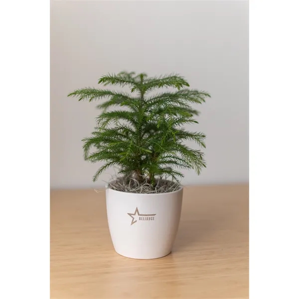 Hard to Kill Holiday Tree in Harlow Line Pot... from ASI 49451 Desk Plants LLC