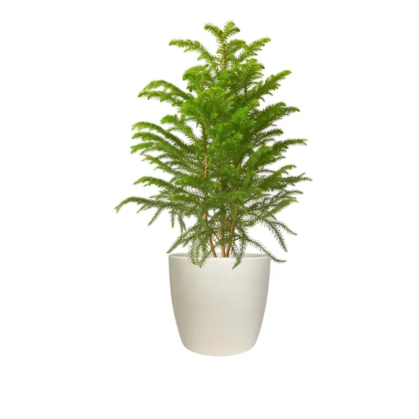 Hard to Kill Holiday Tree in Harlow Line Pot... from ASI 49451 Desk Plants LLC
