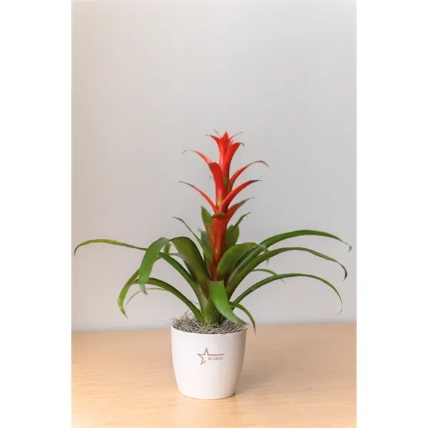 Hard to Kill Bromeliad in Harlow Line Pot... from ASI 49451 Desk Plants LLC