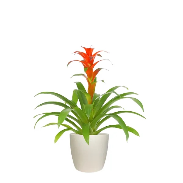 Hard to Kill Bromeliad in Harlow Line Pot... from ASI 49451 Desk Plants LLC