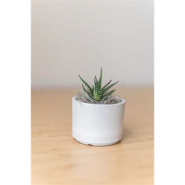 Hard to Kill Zebra Succulent in Mini Mason Line Pot... from ASI 49451 Desk Plants LLC