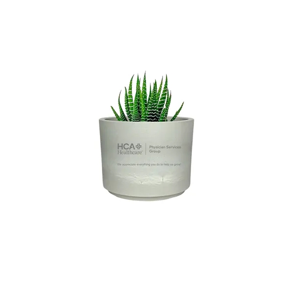 Hard to Kill Zebra Succulent in Mini Mason Line Pot... from ASI 49451 Desk Plants LLC