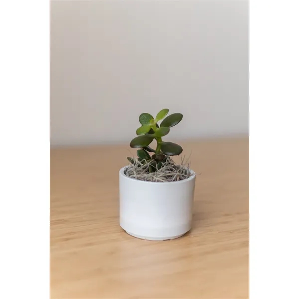 Hard to Kill Jade Succulent in Mini Mason Line Pot... from ASI 49451 Desk Plants LLC