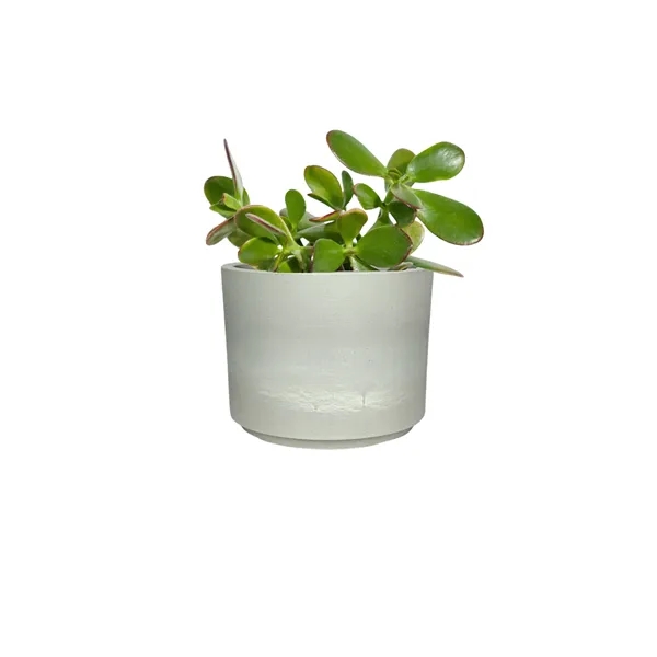 Hard to Kill Jade Succulent in Mini Mason Line Pot... from ASI 49451 Desk Plants LLC