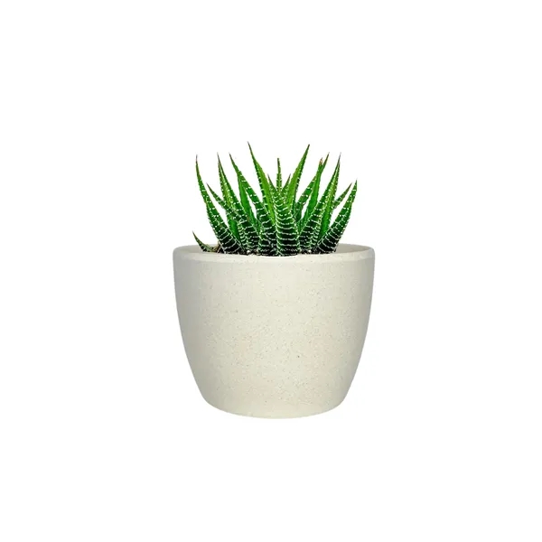 Hard to Kill Zebra Succulent in Mini Harlow Line Pot... from ASI 49451 Desk Plants LLC