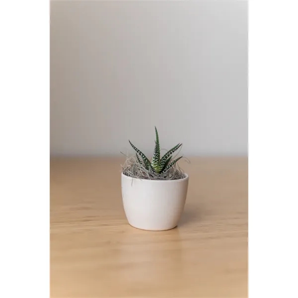 Hard to Kill Zebra Succulent in Mini Harlow Line Pot... from ASI 49451 Desk Plants LLC