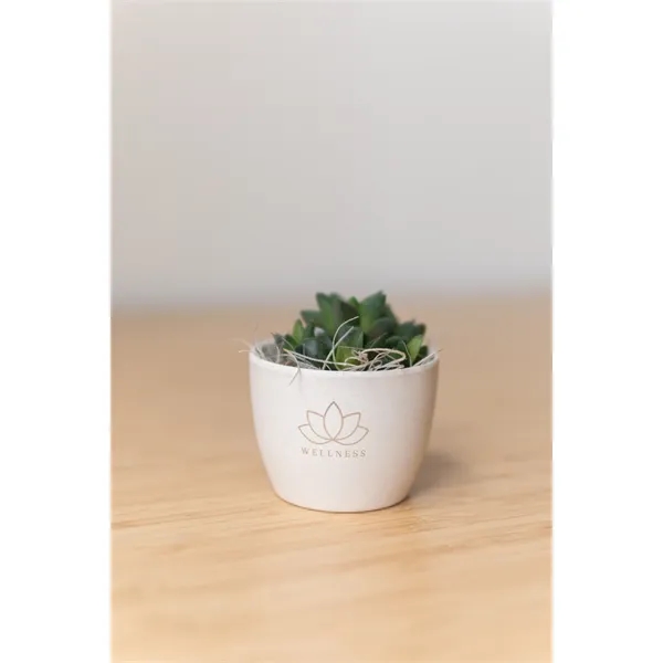 Hard to Kill Zebra Succulent in Mini Harlow Line Pot... from ASI 49451 Desk Plants LLC