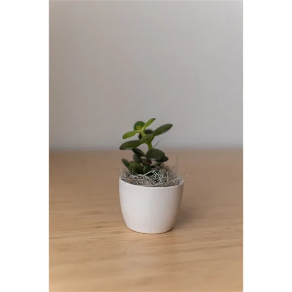 Hard to Kill Jade Plant in Mini Harlow Line Pot... from ASI 49451 Desk Plants LLC