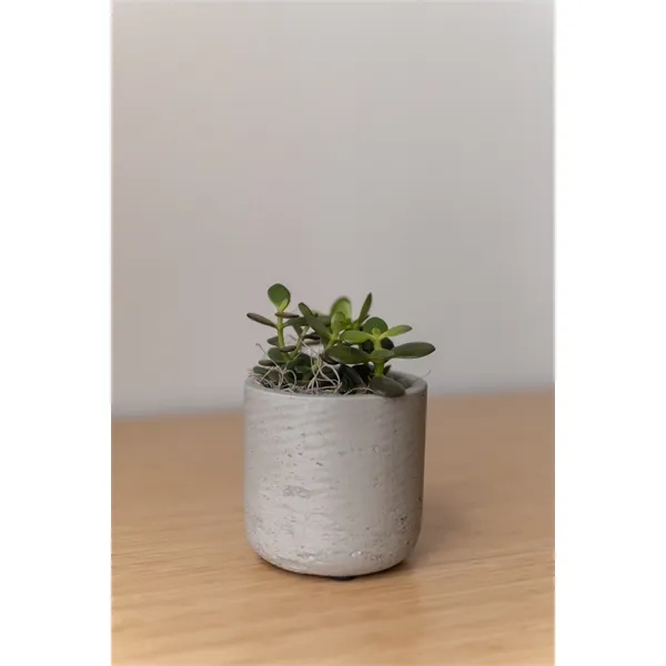 Hard to Kill Jade Plant in Large Wilson Pot... from ASI 49451 Desk Plants LLC
