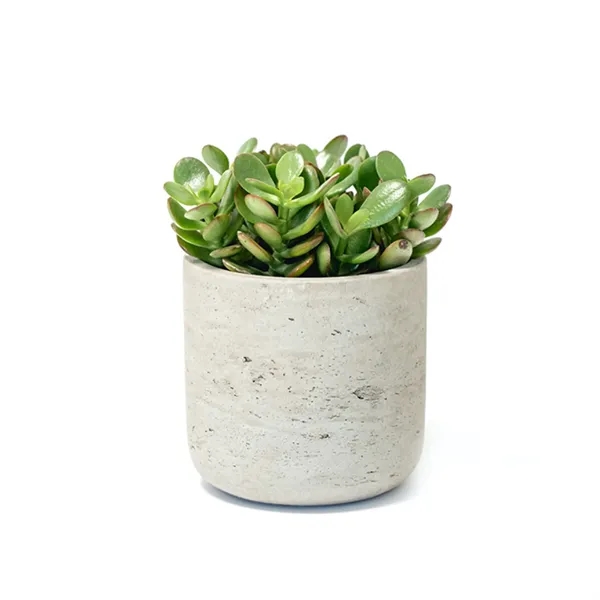 Hard to Kill Jade Plant in Large Wilson Pot... from ASI 49451 Desk Plants LLC