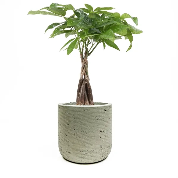 Hard to Kill Money Tree in Large Wilson Pot... from ASI 49451 Desk Plants LLC