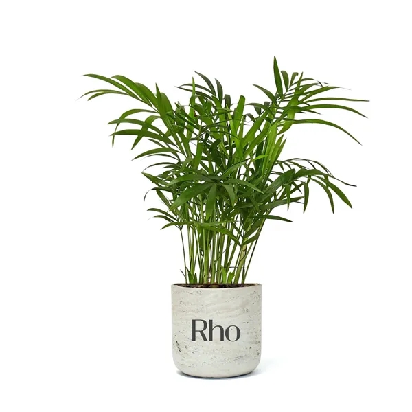 Hard to Kill Bella Palm in Large Wilson Pot... from ASI 49451 Desk Plants LLC