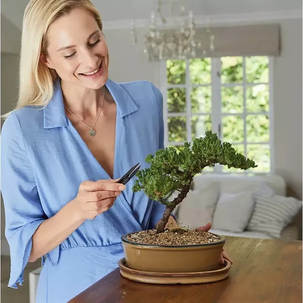 Our indoor bonsai tree kit comes with everything you need. Three... from ASI 61005 Hirsch Gift Inc