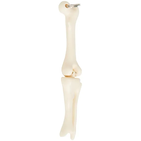 Knee joint bone keychain with metal split ring.... from ASI 34415 Alpi International LTD