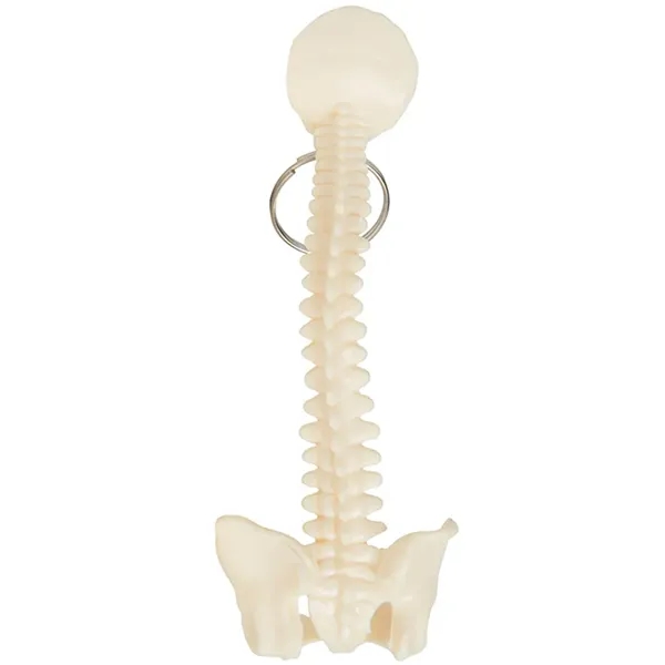Human spine and pelvis keychain with split ring.... from ASI 34415 Alpi International LTD