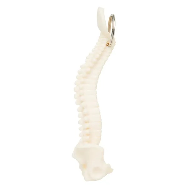 Human spine and pelvis keychain with split ring.... from ASI 34415 Alpi International LTD