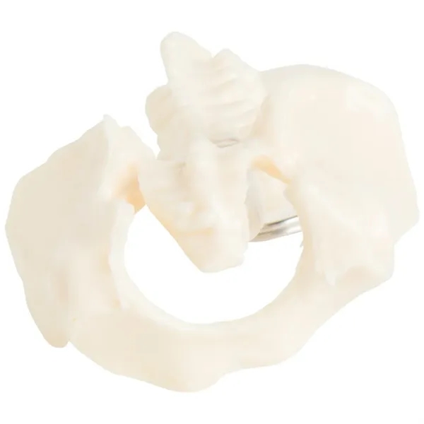 Human spine and pelvis keychain with split ring.... from ASI 34415 Alpi International LTD