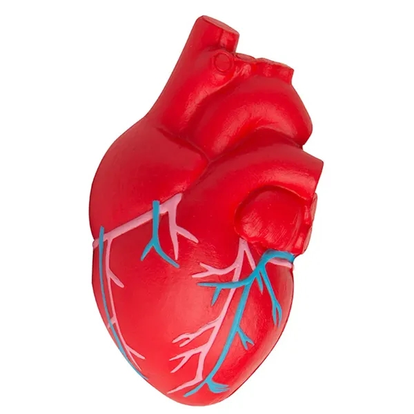 Anatomic heart with veins stress reliever.... from ASI 34415 Alpi International LTD