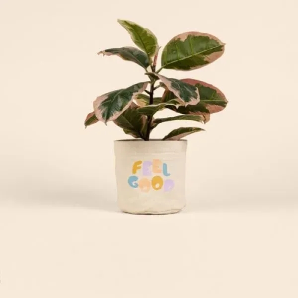 You know how plant pots aren't always the cutest? Easy fix!... from ASI 74710 Numo