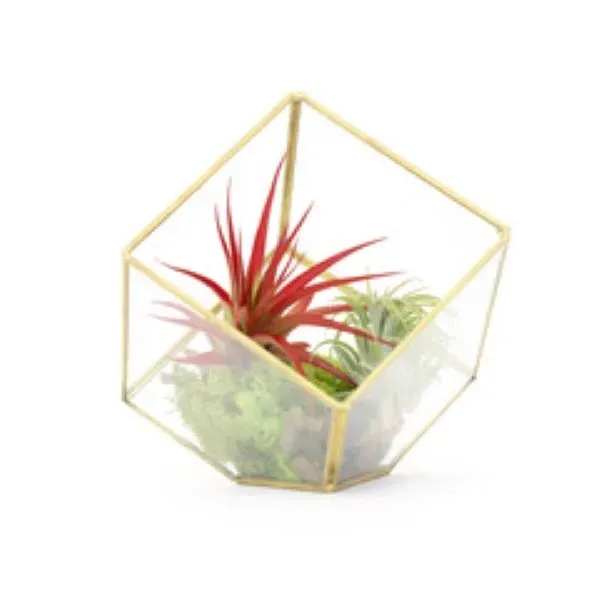 Air Plants in Heptahedron Geometric Glass Terrarium... from ASI 58295 Groline