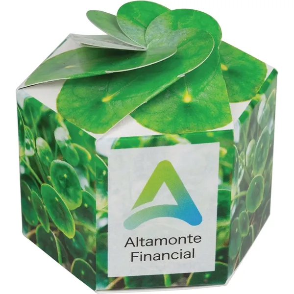 Pop up flower or herb starter kit with a container, soil... from ASI 54100 Fields Manufacturing Inc / Fields