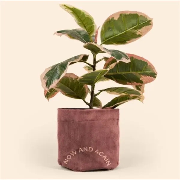 You know how plant pots aren't always the cutest? Easy fix!... from ASI 74710 Numo