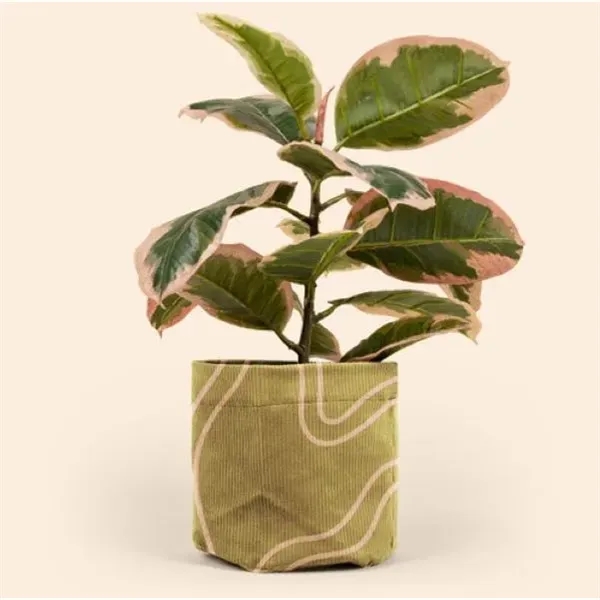 You know how plant pots aren't always the cutest? Easy fix!... from ASI 74710 Numo