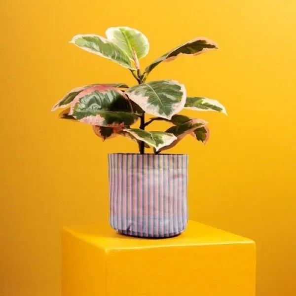 Mary Jane is a unique way to adorn a plain plant... from ASI 74710 Numo