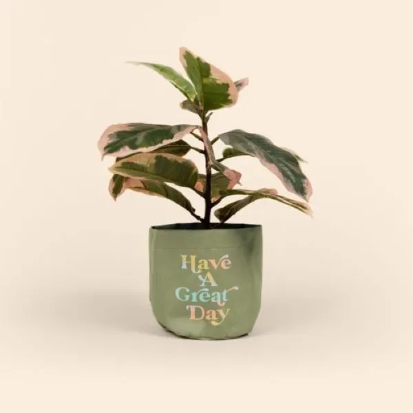 Mary Jane is a unique way to adorn a plain plant... from ASI 74710 Numo