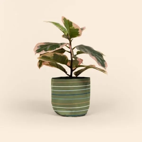 Mary Jane is a unique way to adorn a plain plant... from ASI 74710 Numo