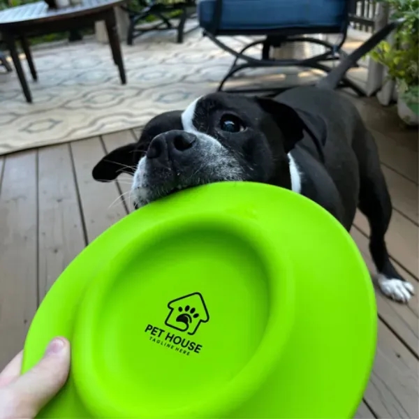 Dog Frisbee that doubles as a water dish... from ASI 55675 Galaxy Balloons Inc