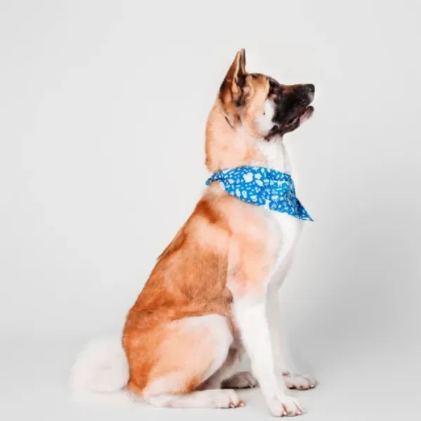 Full color sublimation dog bandana... from ASI 55675 Galaxy Balloons Inc
