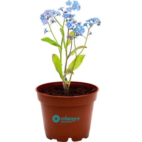 Terra Cotta planter kit featuring seeds, a soil disk and instructions.... from ASI 54100 Fields Manufacturing Inc / Fields