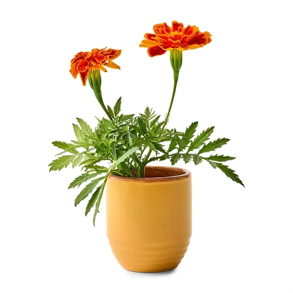 6 oz. soy candle that turns into a planter; seed packet... from ASI 56070 Gemline / Gemline®