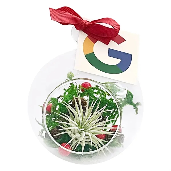 Holiday Air Plant Terrarium Kit... from ASI 58295 Groline