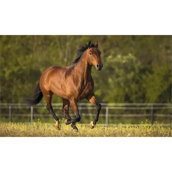 Single Pocket... from ASI 40480 Koozie Group / Norwood Triumph Calendar