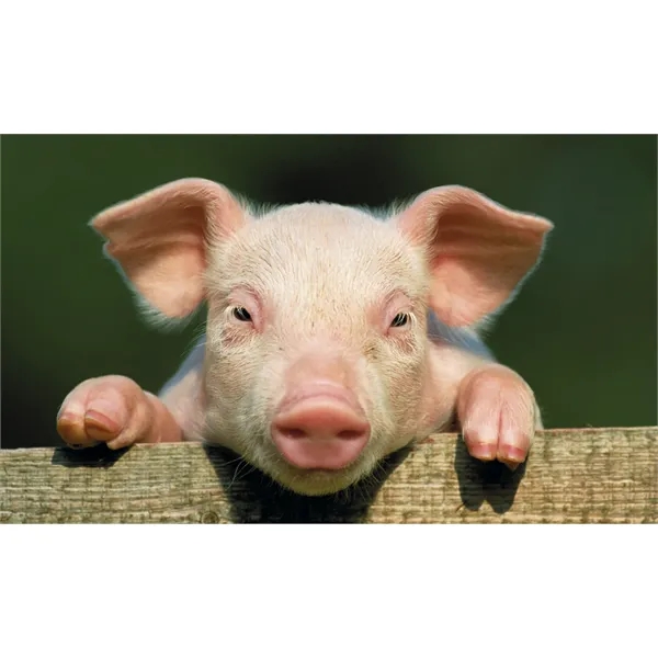 Pocket Cookbook Calendar... from ASI 40480 Koozie Group / HotLine®