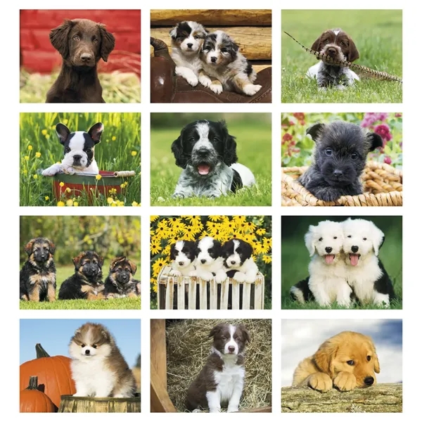 11 x 19 2024 Puppies calendar on 70# glossy paper with... from ASI 40480 Koozie Group / Norwood Triumph Calendar