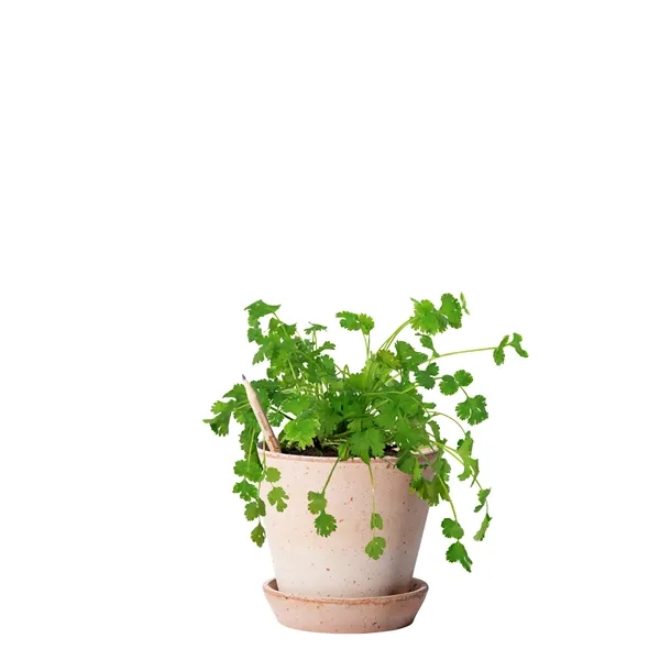 SproutWorld™ FSC® Pencil... from ASI 40480 Koozie Group