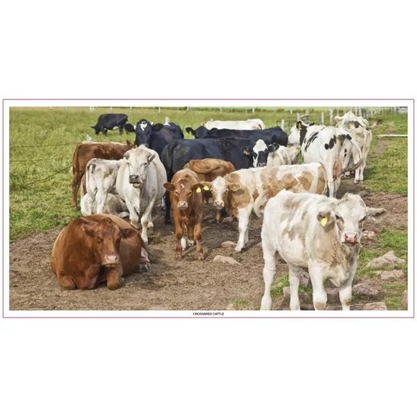 Large Everyday Farm Memo... from ASI 40480 Koozie Group